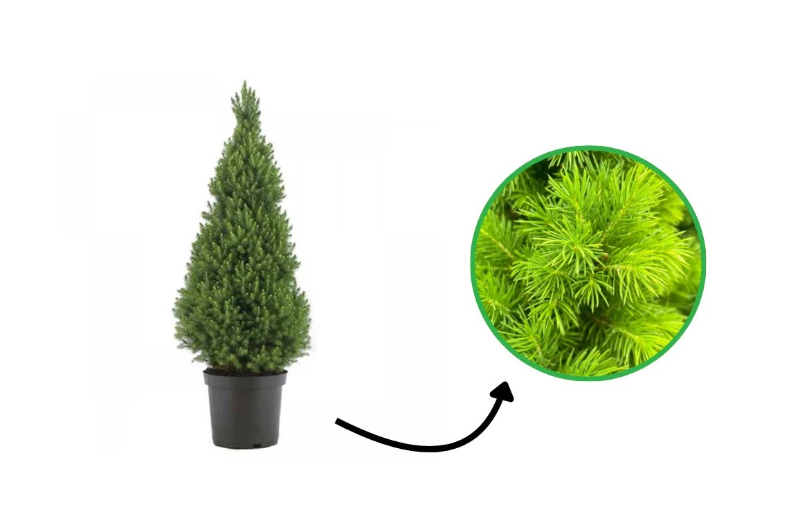 Dwergspar Conica in pot, met een close-up van de fijne frisgroene naaldjes