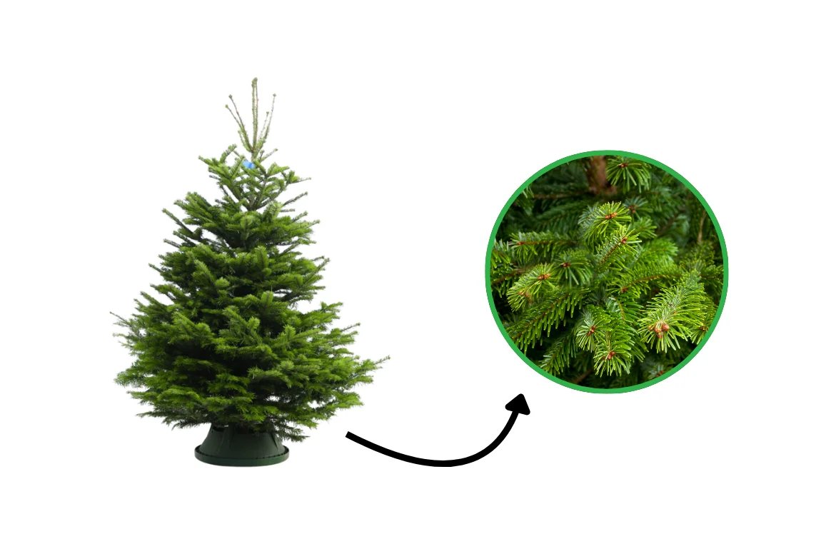 Nordmann-kerstboom in een Easyfix-standaard, met een close-up van de donkergroene naalden